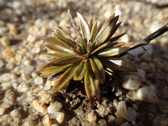 Gentianella vernicosa