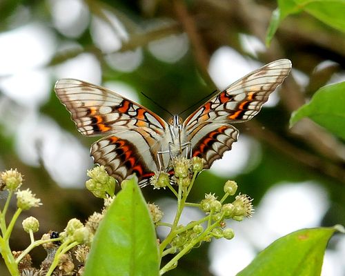 Adelpha seriphia