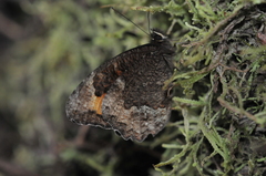 Pedaliodes symmachus