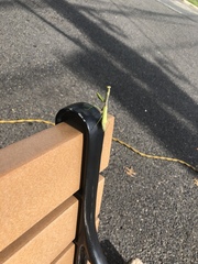 Stagmomantis carolina