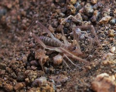 Eremobatidae