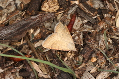 Madope auferens