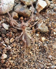Eremobatidae