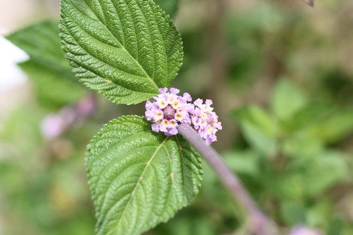 Bushy Lippia