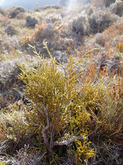 Lepidothamnus intermedius