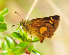 Dalla mesoxantha