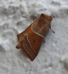 Lemmeria digitalis