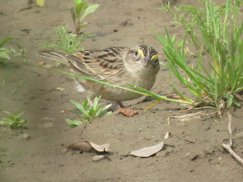 Ammodramus humeralis