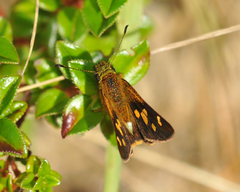 Dalla mesoxantha