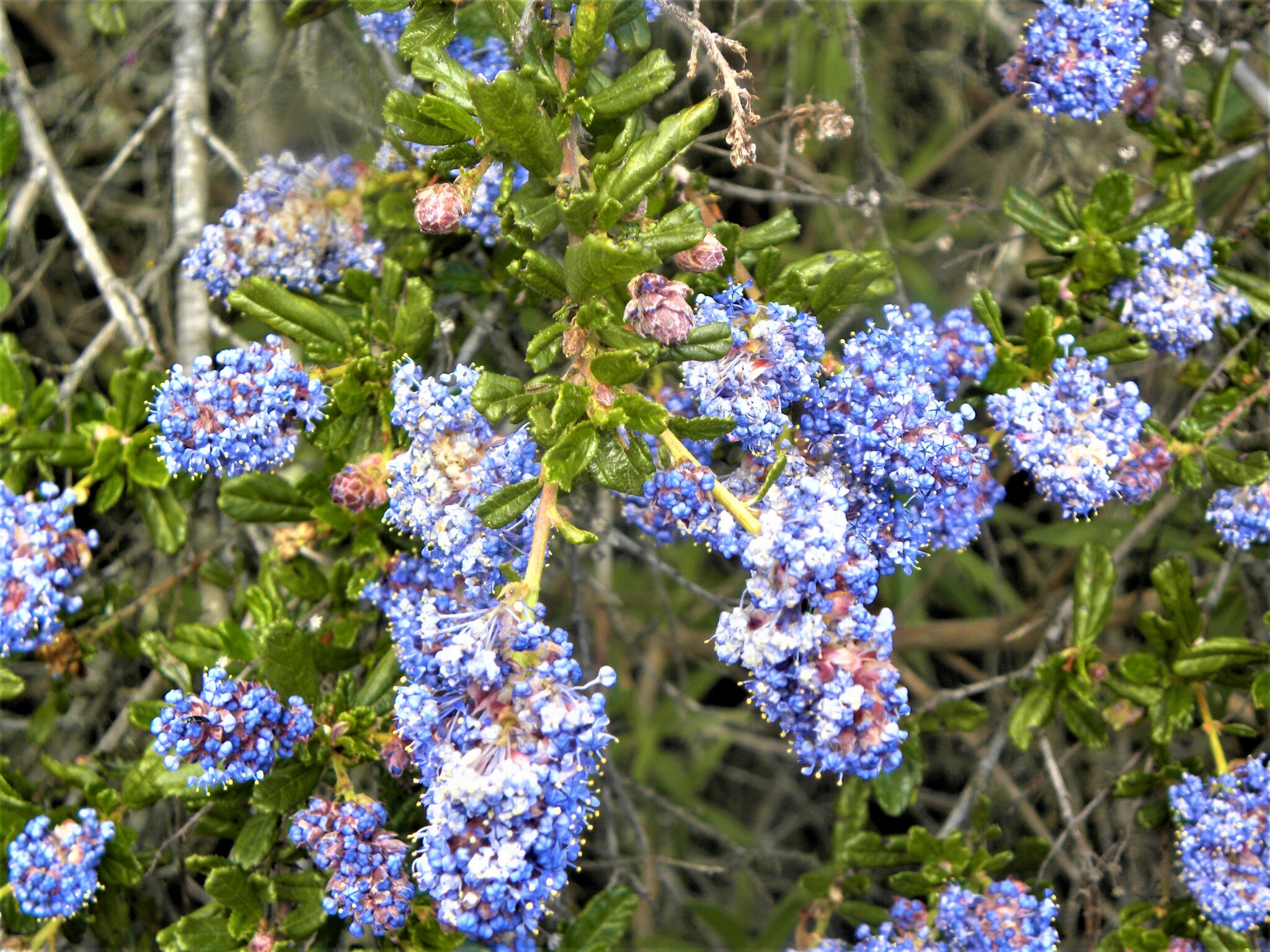 Ceanothus X lobbianus