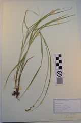 Carex foenea
