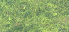 Cibotium glaucum