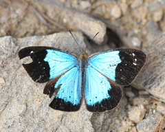 Lymanopoda caeruleata