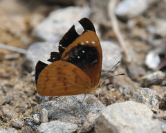 Lymanopoda caeruleata