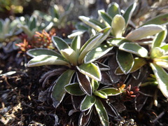 Celmisia hieraciifolia