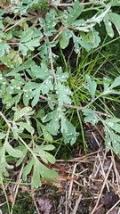 Capnoides sempervirens