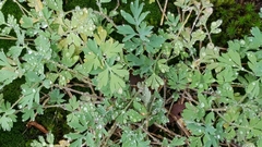 Capnoides sempervirens