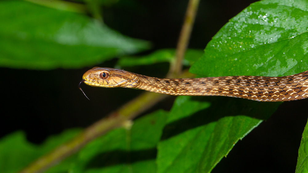Amazon Coastal House Snake from Marienburg, Suriname on February 9