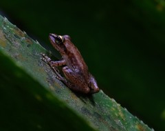 Guibemantis
