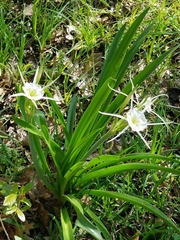 Hymenocallis liriosme