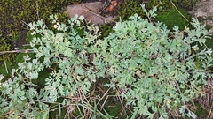 Capnoides sempervirens