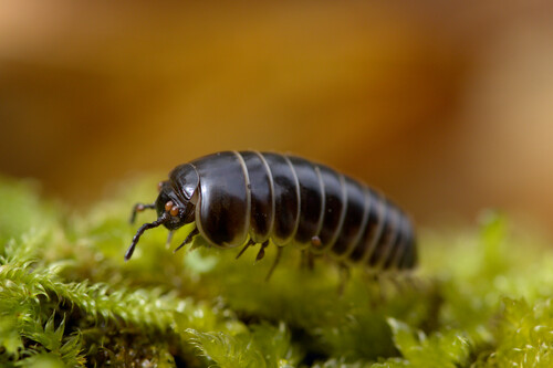 Common Pill Millipede, photo 7 of 7