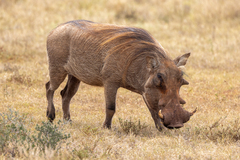 Common Warthog - Photo (c) Mark Sikking, some rights reserved (CC BY-NC-ND), uploaded by Mark Sikking