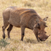 Common Warthog - Photo (c) Mark Sikking, some rights reserved (CC BY-NC-ND), uploaded by Mark Sikking