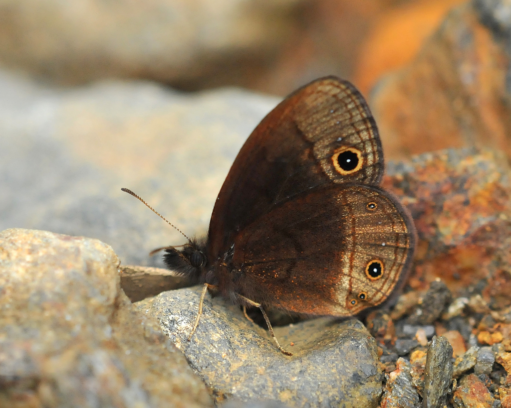 Manerebia nevadensis