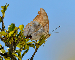 Archaeoprepona chromus