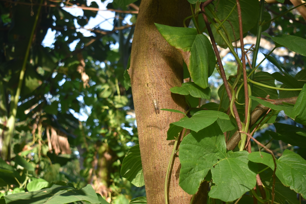 Platypleura fulvigera from Batong Malake, Los Baños, Laguna