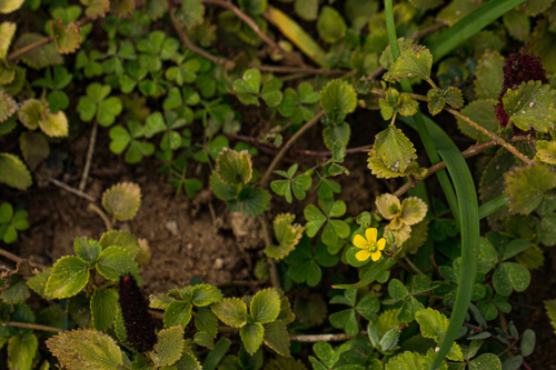 Creeping Woodsorrel