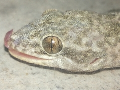 Peters' Leaf-Toed Gecko photo 4