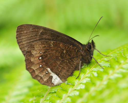 Pedaliodes phazania