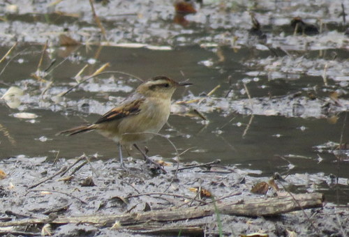 Phleocryptes melanops