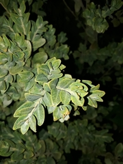 Buxus