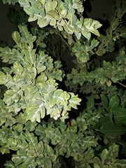 Buxus