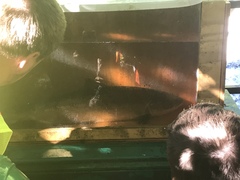 Salmo salar