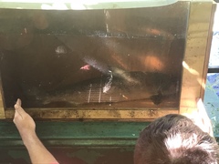 Salmo salar