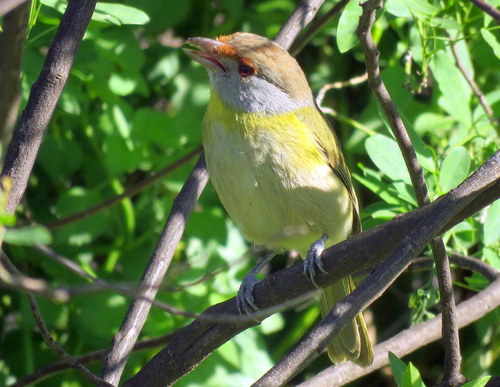 Cyclarhis gujanensis