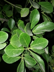 Magnoliopsida