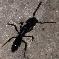 Paltothyreus tarsatus