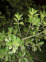 Magnoliopsida