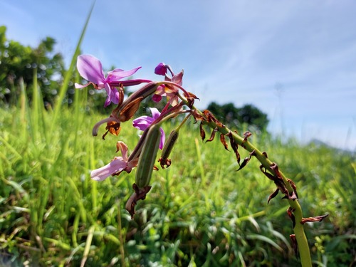 Spathoglottis plicata