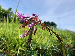 Spathoglottis plicata