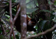 Varecia rubra
