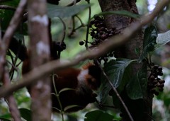 Varecia rubra
