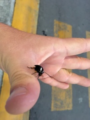 Androloma disparata