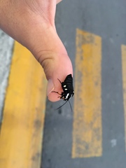 Androloma disparata