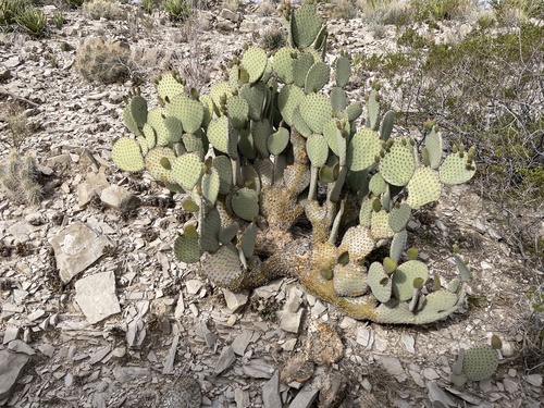 Blind Pricklypear